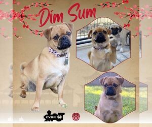 Pug Dogs for adoption in Lindsay, CA, USA