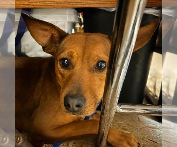 Medium Photo #1 Chihuahua-German Shepherd Dog Mix Puppy For Sale in Tulsa, OK, USA