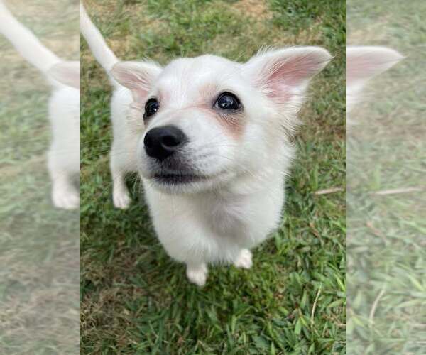 Medium Photo #2 American Eskimo Dog-Pug Mix Puppy For Sale in New York, NY, USA