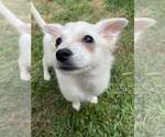 Small #1 American Eskimo Dog-Pug Mix