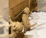 Small Photo #11 Goldendoodle Puppy For Sale in MAGNOLIA, TX, USA