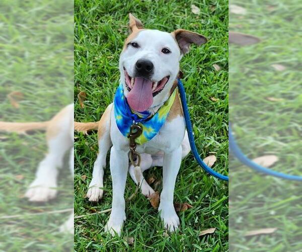 Medium Photo #2 American Pit Bull Terrier-Basenji Mix Puppy For Sale in Baytown, TX, USA