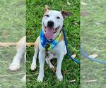 Small #1 American Pit Bull Terrier-Basenji Mix