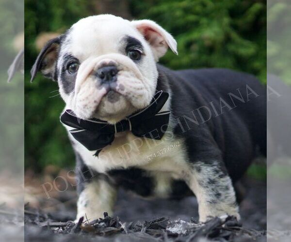 Medium Photo #4 Bulldog Puppy For Sale in WARSAW, IN, USA