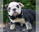 Small #3 Bulldog