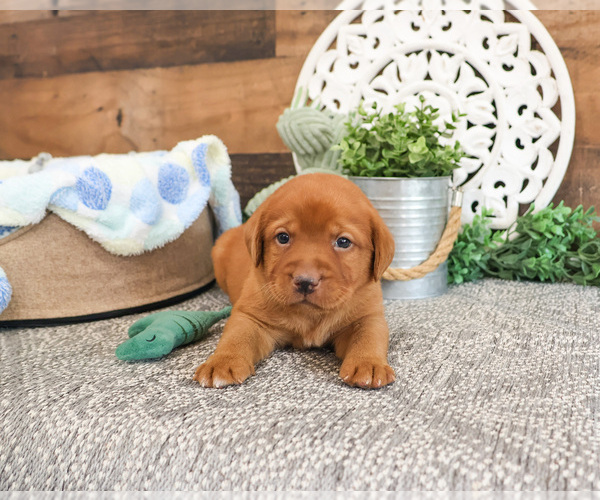 Medium Photo #5 Labrador Retriever Puppy For Sale in SYRACUSE, IN, USA