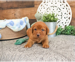 Small #4 Labrador Retriever