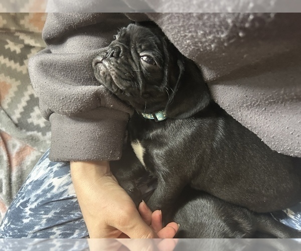 Medium Photo #17 Frenchie Pug Puppy For Sale in BLOOMINGTON, IL, USA