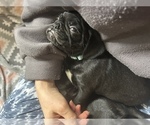 Small Photo #17 Frenchie Pug Puppy For Sale in BLOOMINGTON, IL, USA