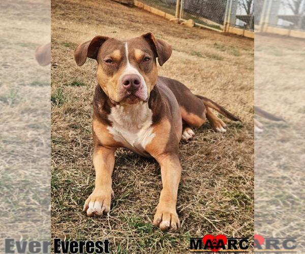 Medium Photo #24 Catahoula Leopard Dog-Unknown Mix Puppy For Sale in Maryville, TN, USA