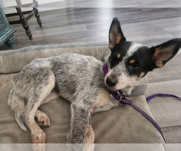Medium Photo #3 Mutt Puppy For Sale in Paso Robles, CA, USA