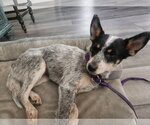 Small #2 Mutt