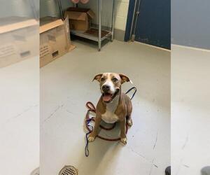 American Pit Bull Terrier-Unknown Mix Dogs for adoption in Corpus Christi, TX, USA