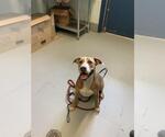 Small American Pit Bull Terrier Mix