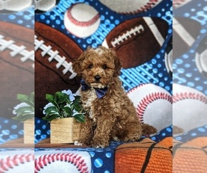 Poodle (Miniature) Puppy for sale in KIRKWOOD, PA, USA