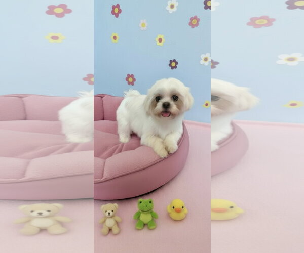 Medium Photo #2 Shih Tzu Puppy For Sale in Weston, FL, USA