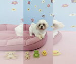 Small #1 Shih Tzu