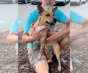 Basenji-Unknown Mix Dogs for adoption in Thomasville, NC, USA