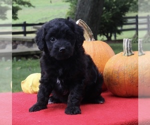 Aussiedoodle Miniature  Puppy for sale in FREDERICKSBURG, OH, USA
