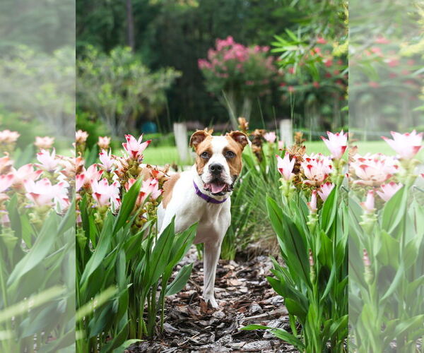 Medium Photo #6 Mutt Puppy For Sale in  Gainesville, FL, USA