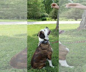 Amos - Male American Pit Bull Terrier-Unknown Mix Dog for Adoption - Photo #3