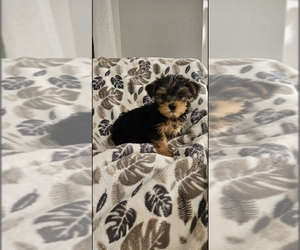Yorkshire Terrier Puppy for sale in SALEM, OR, USA