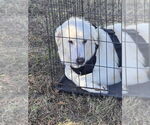 Small #1 Great Pyrenees Mix