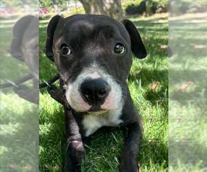 American Pit Bull Terrier-Unknown Mix Dogs for adoption in Woodland, CA, USA
