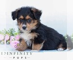 Small #2 Corgipoo