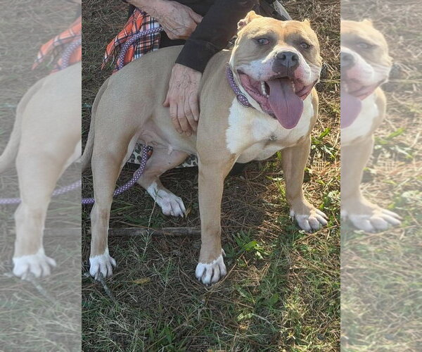 Medium Photo #2 Staffordshire Bull Terrier Puppy For Sale in Hillsboro, NH, USA