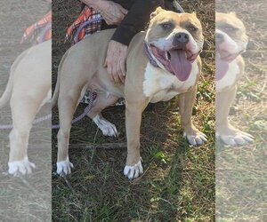 Lyra - Female Staffordshire Bull Terrier Dog for Adoption - Photo #2