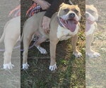 Small Photo #2 Staffordshire Bull Terrier Puppy For Sale in Hillsboro, NH, USA