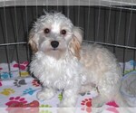 Small #12 Havanese