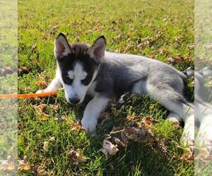 Siberian Husky Puppy for sale in ARTHUR, IL, USA