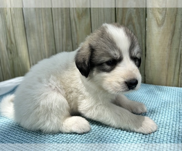 Medium Photo #13 Great Pyrenees Puppy For Sale in JERSEYVILLE, IL, USA