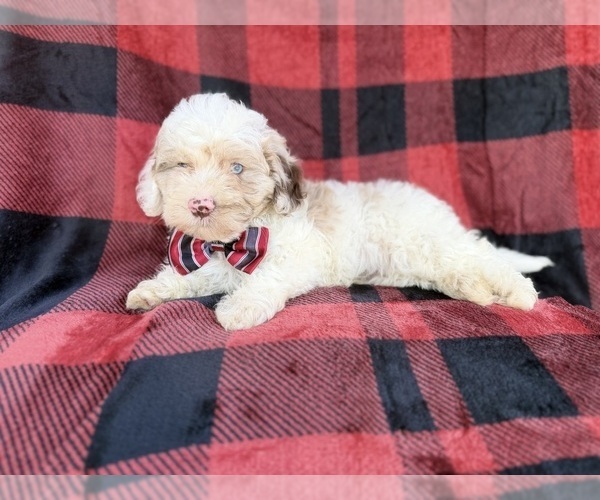 Medium Photo #8 Cockapoo (Miniature) Puppy For Sale in LAKELAND, FL, USA