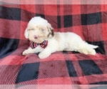Small #7 Cockapoo (Miniature)