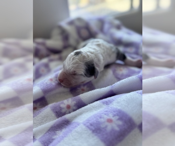 Medium Photo #34 Aussiedoodle-Bernedoodle Mix Puppy For Sale in BELTON, SC, USA