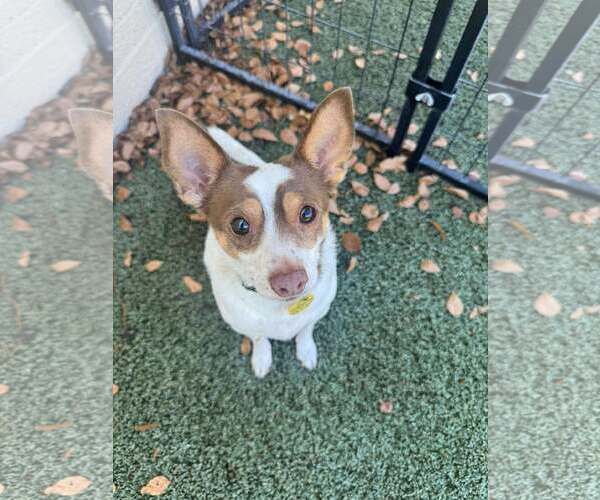 Medium Photo #2 Jack Chi Puppy For Sale in Tempe , AZ, USA