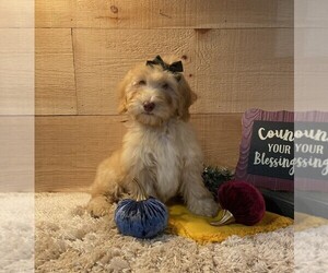 Medium Mini Whoodle (Wheaten Terrier/Miniature Poodle)