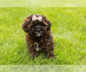 Shih-Poo Puppy for sale in NAPPANEE, IN, USA