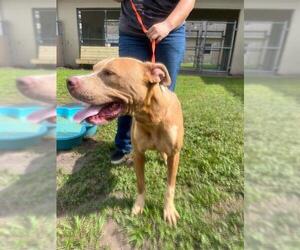 American Pit Bull Terrier Dogs for adoption in St. Cloud, FL, USA