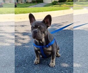 French Bulldog Puppy for sale in GAITHERSBURG, MD, USA