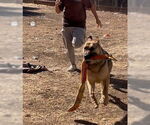 Small #4 German Shepherd Dog