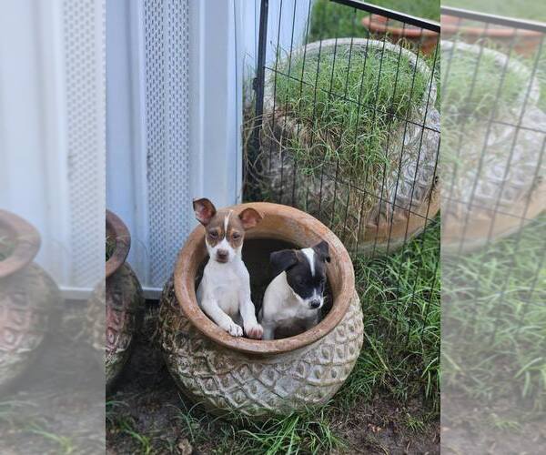 Medium Photo #5 Rat Terrier-Unknown Mix Puppy For Sale in Wakefield, RI, USA