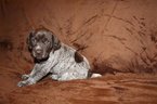 Small Photo #2 German Shorthaired Pointer Puppy For Sale in BLAINSPORT, PA, USA