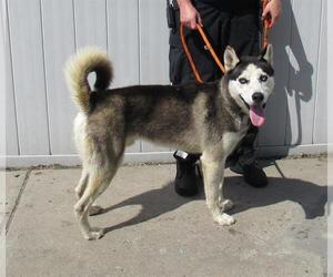 Medium Siberian Husky