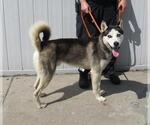 Small Siberian Husky