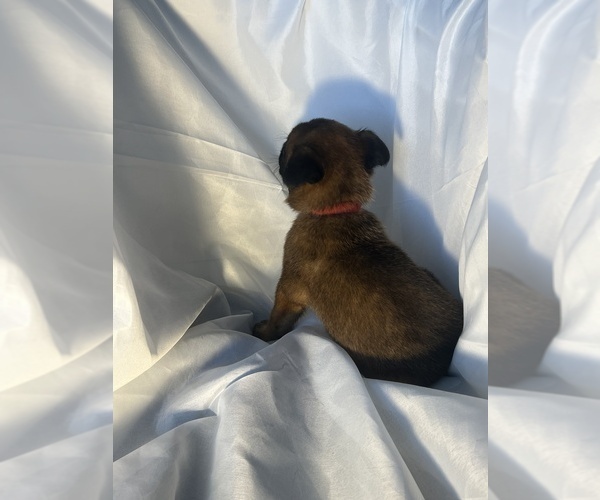Medium Photo #2 Dutch Shepherd Dog Puppy For Sale in NEW BRUNSWICK, NJ, USA