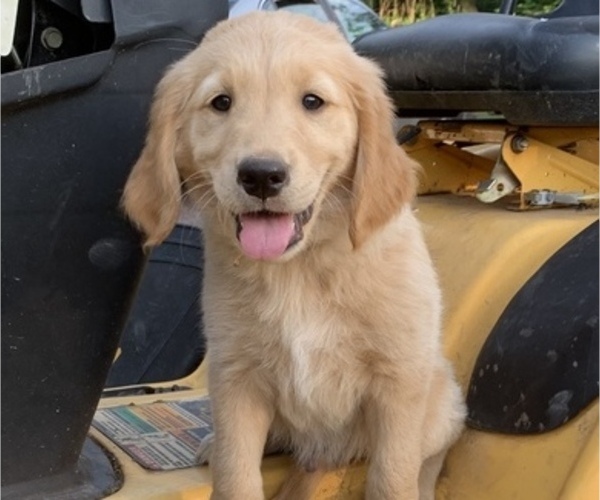 Medium Photo #2 Golden Retriever Puppy For Sale in FINLAYSON, MN, USA